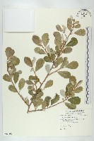 宜梧藏品圖，第1張