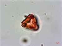 假萹蓄、節花路蓼藏品圖，第3張