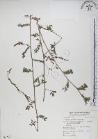 穗花木藍藏品圖，第1張