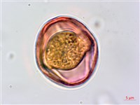 穗花木藍藏品圖，第2張