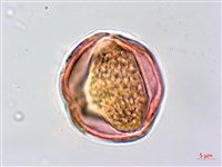 穗花木藍藏品圖，第3張