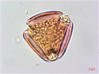 穗花木藍藏品圖，第4張