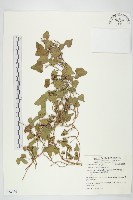 紅花野牽牛藏品圖，第1張