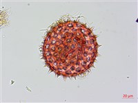 紅花野牽牛藏品圖，第2張