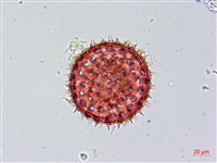 紅花野牽牛藏品圖，第3張