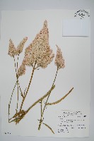 登錄號:S062476藏品圖，第1張