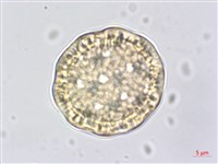 登錄號:S062476藏品圖，第2張