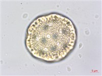 登錄號:S062476藏品圖，第3張