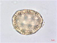 登錄號:S062476藏品圖，第4張