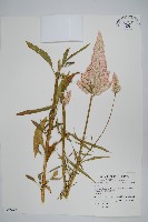 登錄號:S062477藏品圖，第1張