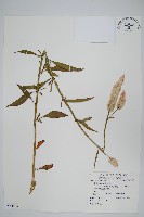 青葙藏品圖，第1張