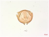 細葉水丁香藏品圖，第1張