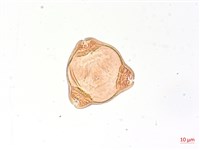 細葉水丁香藏品圖，第2張