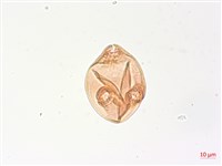 細葉水丁香藏品圖，第3張