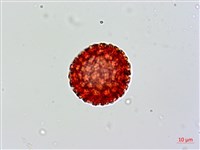 紅辣蓼藏品圖，第2張