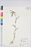 擬葉下珠、細葉油柑藏品圖，第1張