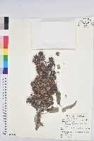 蓖麻藏品圖，第1張