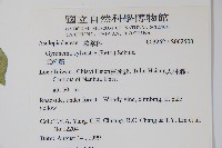 武靴藤藏品圖，第2張
