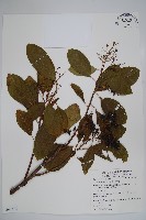 厚殼樹藏品圖，第1張