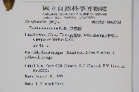 厚殼樹藏品圖，第2張