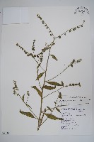 小花倒提壺藏品圖，第1張