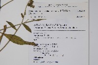 小花倒提壺藏品圖，第2張