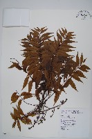 黃連木、爛心木藏品圖，第1張