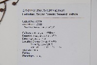 黃連木、爛心木藏品圖，第2張