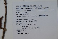 臺灣蝴蝶戲珠花、臺灣蝴蝶花藏品圖，第2張