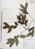 頷垂豆藏品圖，第1張