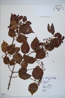 紅子莢迷藏品圖，第1張