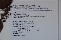 紅子莢迷藏品圖，第2張