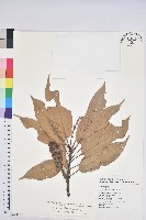 短尾柯、油葉杜、嶺南柯藏品圖，第1張