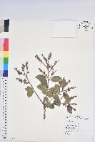 大葉越橘、來特氏越橘藏品圖，第1張