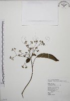 大青藏品圖，第1張