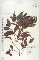 山紅柿藏品圖，第1張