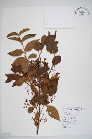 呂宋莢迷藏品圖，第1張