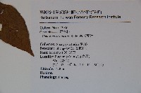 呂宋莢迷藏品圖，第2張