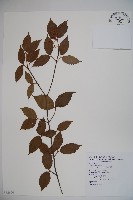 呂宋莢迷藏品圖，第1張