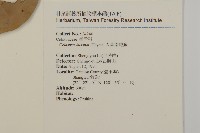 大葉南蛇藤藏品圖，第2張