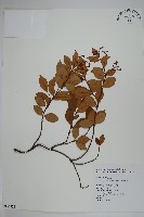 細梗絡石藏品圖，第1張