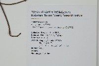 細梗絡石藏品圖，第2張