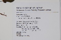 硬齒獼猴桃藏品圖，第2張