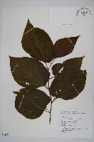 華八角楓藏品圖，第1張