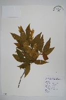 阿里山千金榆藏品圖，第1張