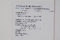 阿里山千金榆藏品圖，第2張