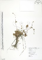 登錄號:S062547藏品圖，第1張