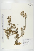 小葉胡頹子藏品圖，第1張