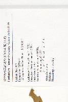 小葉胡頹子藏品圖，第2張