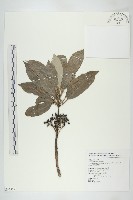 耿氏虎皮楠藏品圖，第1張